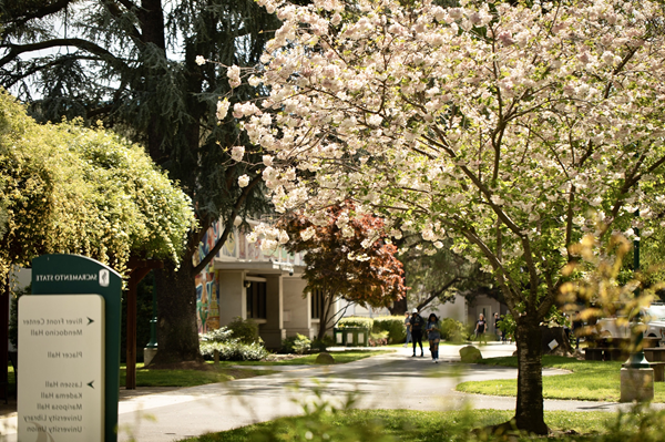 Trees at Sac State campus